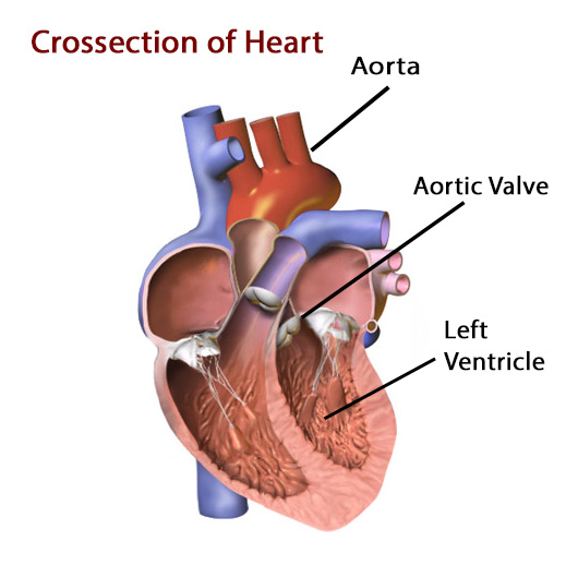 Blausen _0469_Heart Valves